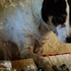 Image for article titled Heart Of A Dog isn’t a great movie, but it’s a wonderful Laurie Anderson album